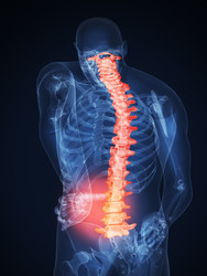 Anatomie des Rückens